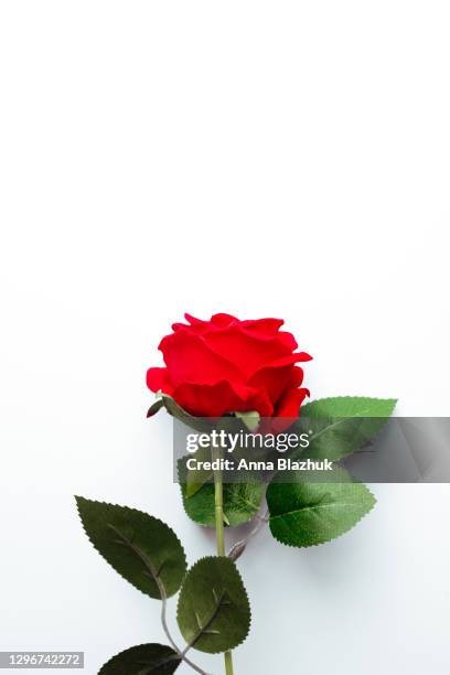 One Red Roses Background One Red Rose Wallpaper