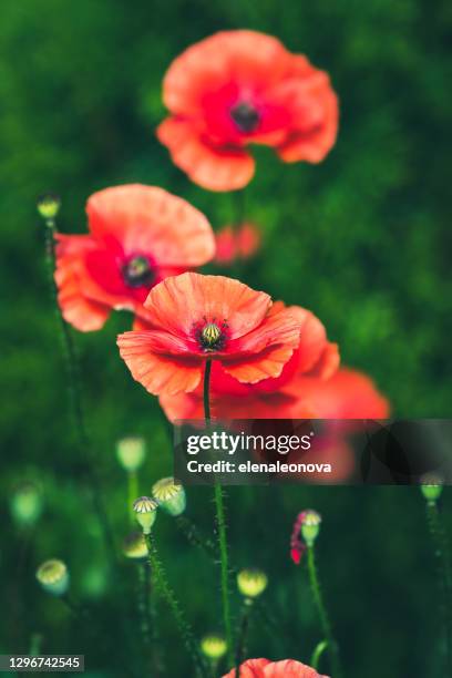 papaverbloemen in de tuin - oriental poppy stockfoto's en -beelden