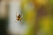 Close up of a spider with a web in the garden