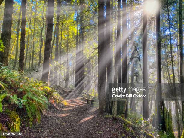 sonnenstrahlen im mammutwald im norden kaliforniens - dramatisch - wald sonnenstrahlen stock-fotos und bilder
