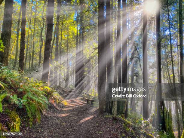 raios solares na floresta de sequoia no norte da califórnia - dramático - floresta de sequoias - fotografias e filmes do acervo