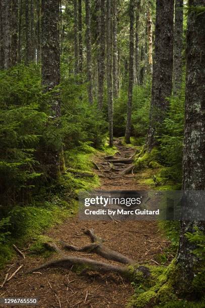 footpath through coniferous forest, fundy national park, new brunswick, canada - new brunswick canada 個照片及圖片檔