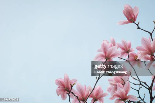 magnolia - magnolia tree in bloom stock pictures, royalty-free photos & images