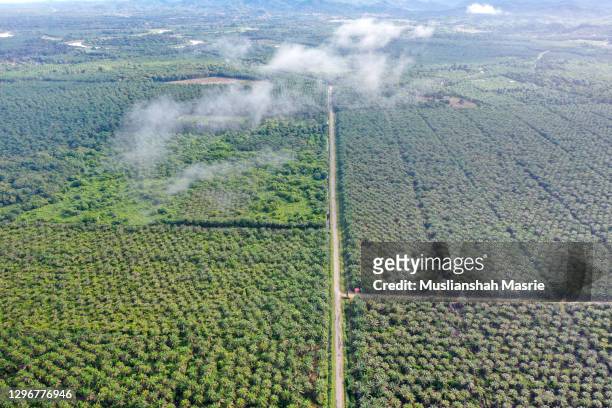sustainable aerial view palm oil plantation at the peat swamp forest or peatland forest in klias beaufort sabah borneo malaysia. - borneo deforestation stock pictures, royalty-free photos & images