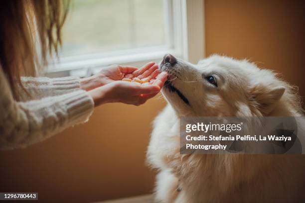woman's hands giving some treats to her samoyed dog - perro adiestrado fotografías e imágenes de stock