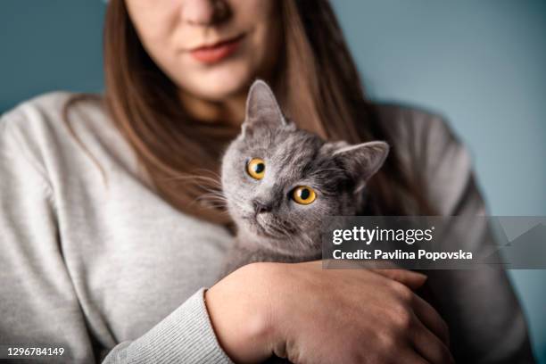 cute gray cat in studio - yellow eyes stock pictures, royalty-free photos & images
