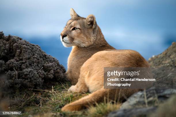 puma sitting relaxed in torres del paine, patagonia chile - patagonia chile stock pictures, royalty-free photos & images
