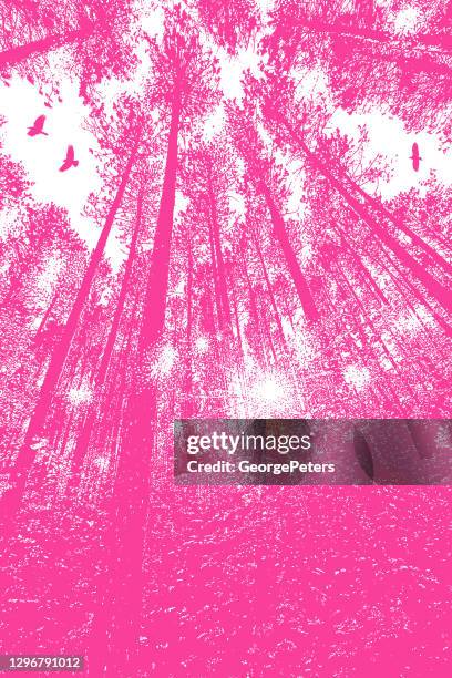 looking up at pine forest - trees looking up stock illustrations