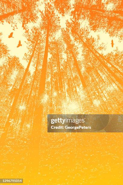 looking up at pine forest - tree tops stock illustrations