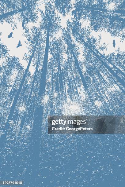 looking up at pine forest - tall tree stock illustrations