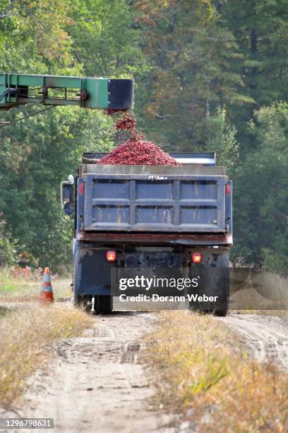 full view of a farm heavy duty pick up truck receiving harvested cranberries from a conveyor and sifter. - cranberry harvest stock-fotos und bilder