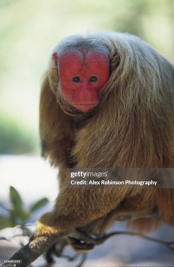 Red faced Uakari monkey