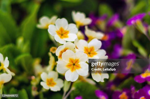 spring, primrose bloom - primevère photos et images de collection
