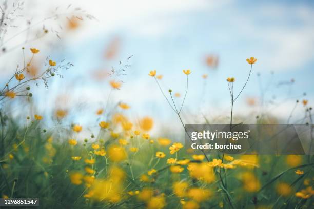 summer meadow - wildblume stock-fotos und bilder