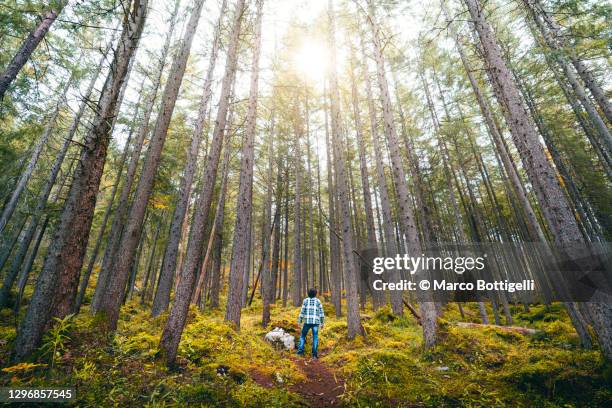 one man walking on a footpath in a forest - ein mann allein stock-fotos und bilder