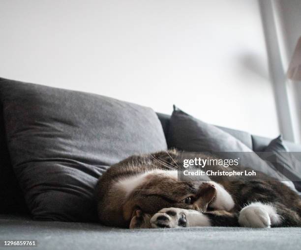Contorted Cat 30 Contortionist Cat Stock Photos, High-Res Pictures, and Images ...