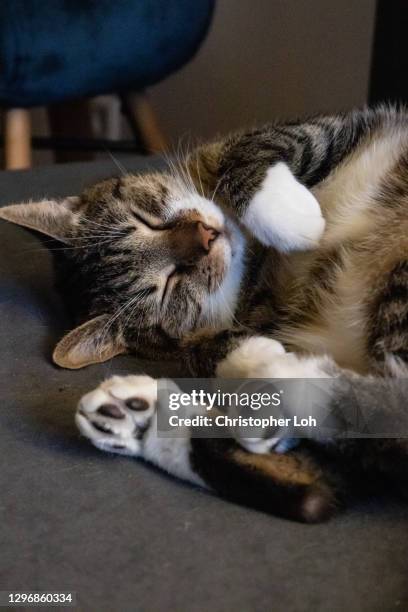 Contorted Cat 30 Contortionist Cat Stock Photos, High-Res Pictures, and Images ...