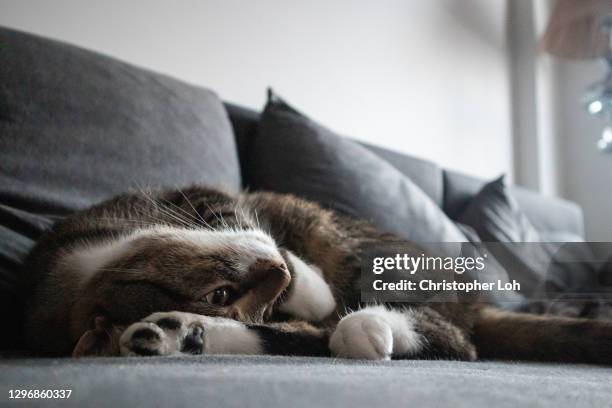 Contorted Cat 30 Contortionist Cat Stock Photos, High-Res Pictures, and Images ...