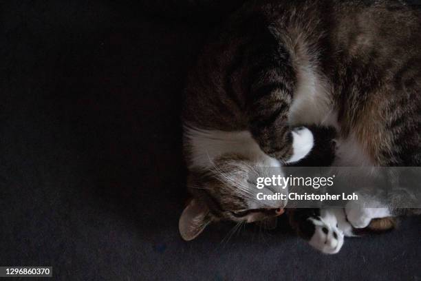 Contorted Cat 30 Contortionist Cat Stock Photos, High-Res Pictures, and Images ...