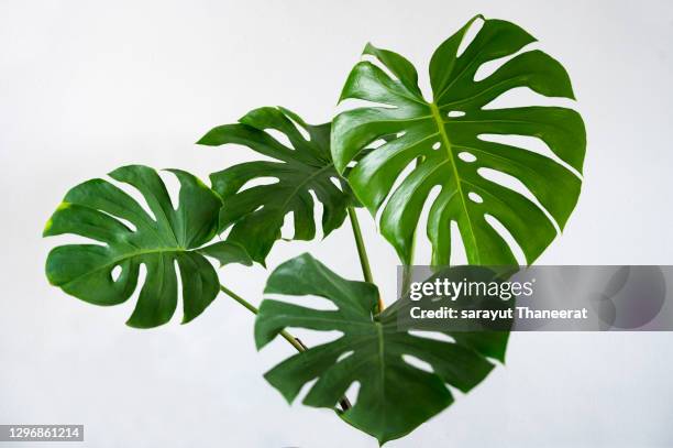 monstera leaves leaves with isolate on white background leaves on white - monstera stock-fotos und bilder