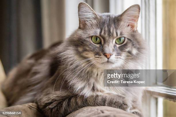 49,730 Tabby Cat Photos and Premium High Res Pictures - Getty Images