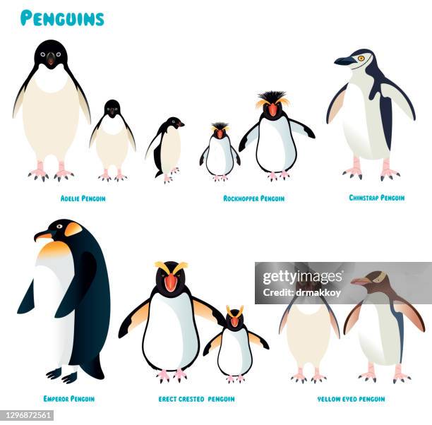 33点のイワトビペンギンイラスト素材 Getty Images 33点のイワトビペンギンイラスト素材 Getty Images