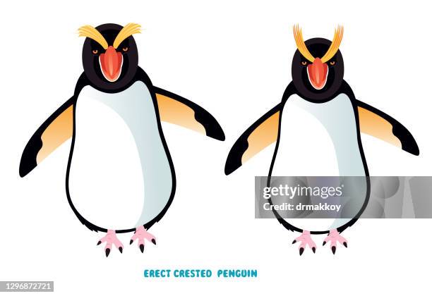 erect-crested penguin (eudyptes sclateri) - eudyptes sclateri stock illustrations