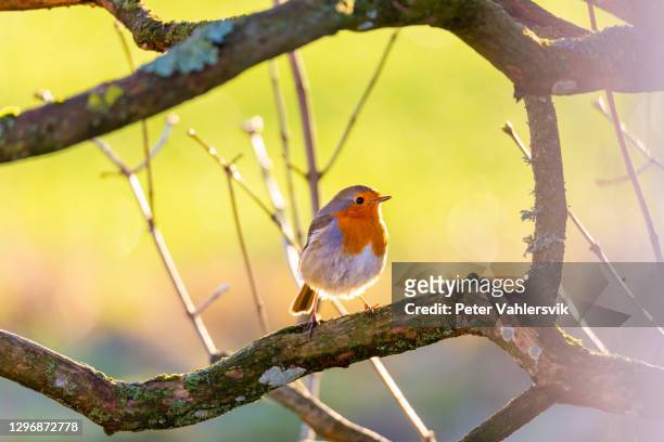 european robin - bird on a tree stock pictures, royalty-free photos & images
