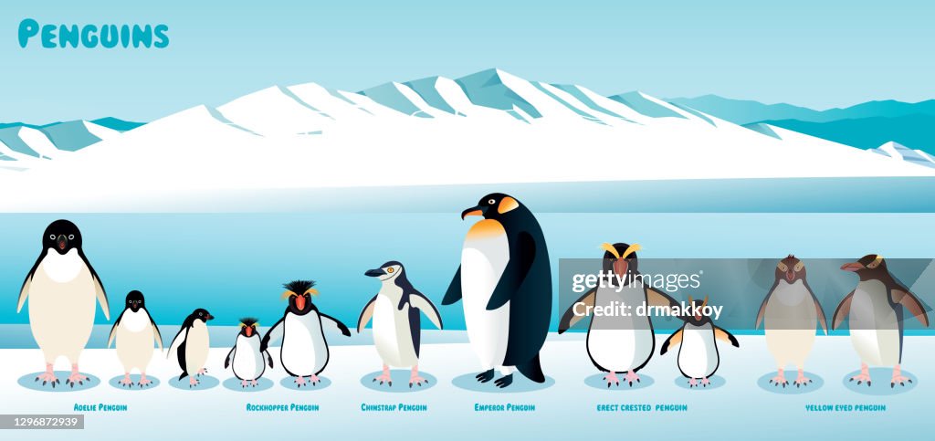 Penguins