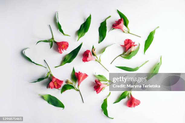 pink alstroemeria with leaves on a white background. - alstromeria stock pictures, royalty-free photos & images