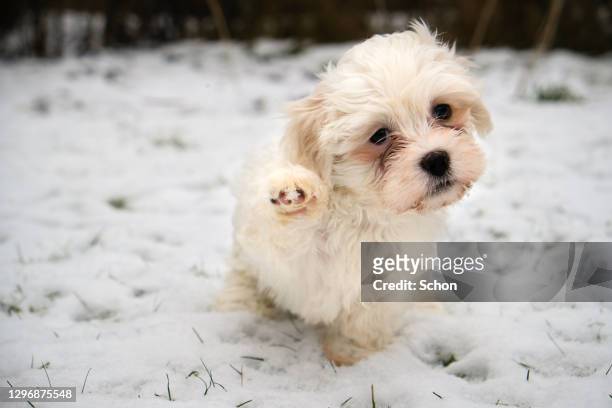 playful white bichon havanais puppy out in the snow - havanese stock pictures, royalty-free photos & images