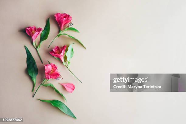 pink alstroemeria with leaves on a beige background. - alstroemeria stock pictures, royalty-free photos & images