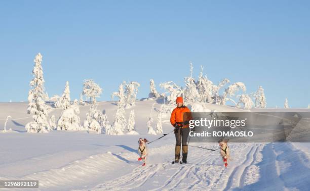 setters ingleses corriendo en la nieve, condado de oppland noruega - huellas de perro fotografías e imágenes de stock