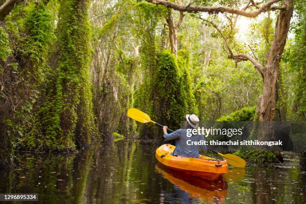 tourist woman kayaking in mangrove forest  in the summer. - mangrove forest stock pictures, royalty-free photos & images