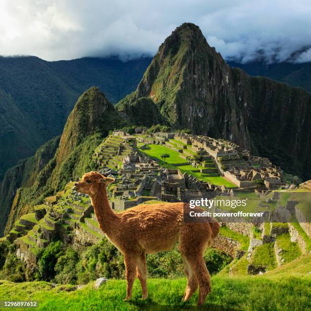 alpaca en las ruinas de manchu picchu en los andes del perú - alpaca fotografías e imágenes de stock
