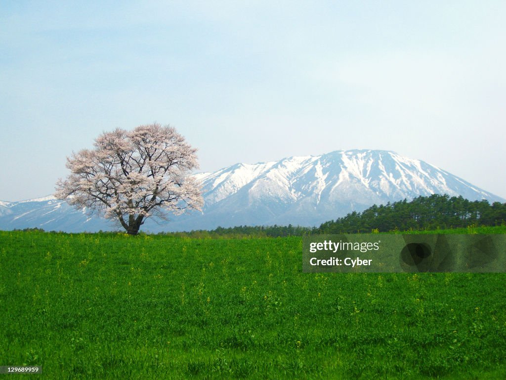 Cherry tree and Mt. Iwate