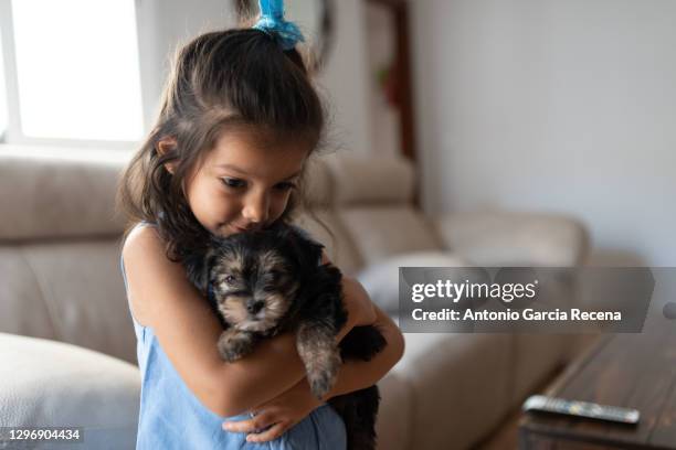 little four years pretty girl with domestic pet at home sofa. children and dog. care animals - 2 3 years one girl only ストックフォトと画像