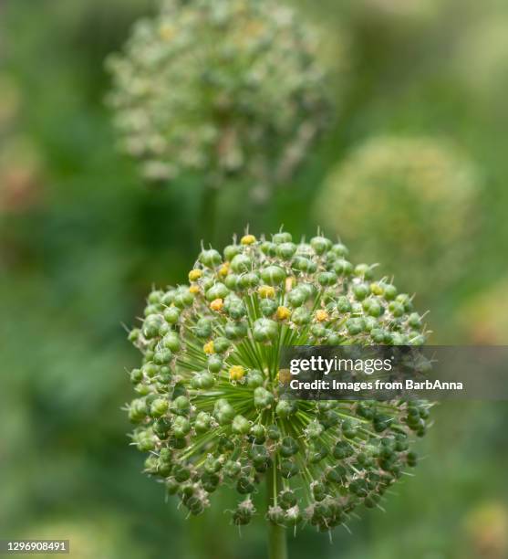 wild onion flower - allium seed balls - allium flower stockfoto's en -beelden