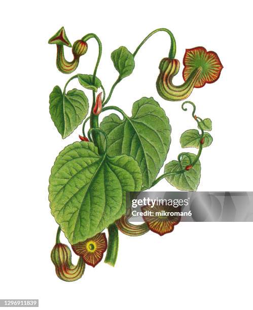 old engraved illustration of aristolochia sipho - aristolochia stock pictures, royalty-free photos & images
