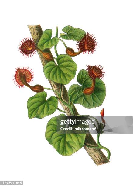old engraved illustration of birthwort (aristolochia bonplandi) - aristolochia stock pictures, royalty-free photos & images