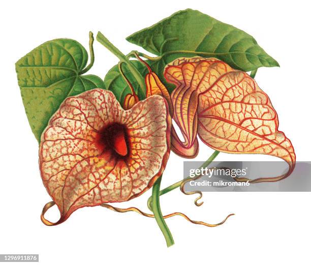 old engraved illustration of pelican flower (aristolochia grandiflora) - aristolochia stock pictures, royalty-free photos & images