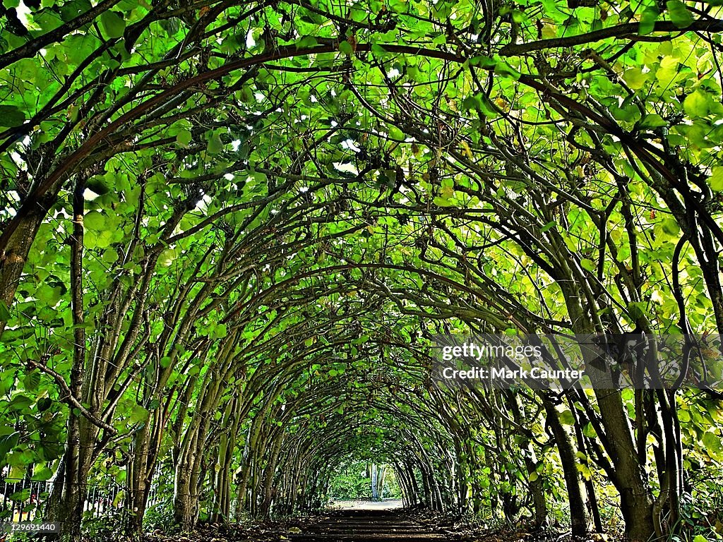 Tunnel of trees