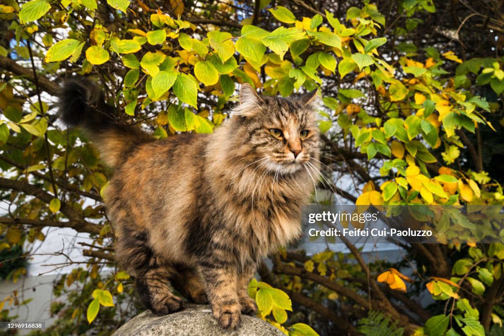 Close-up of a Norwegian Forest cat