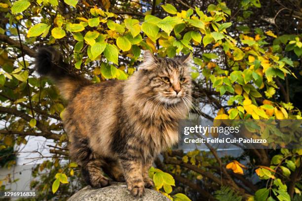 close-up of a norwegian forest cat - tortoise shell ストックフォトと画像