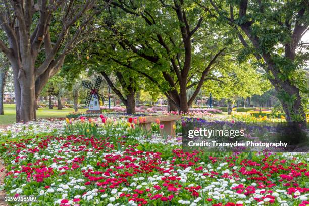 colorful flowers in a public park in toowoomba - toowoomba stock-fotos und bilder