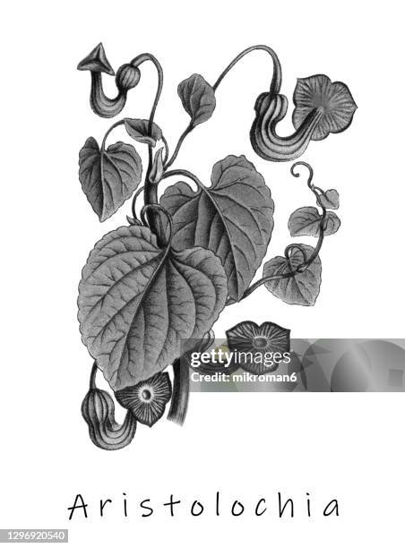 old engraved illustration of aristolochia sipho - aristolochia stock pictures, royalty-free photos & images