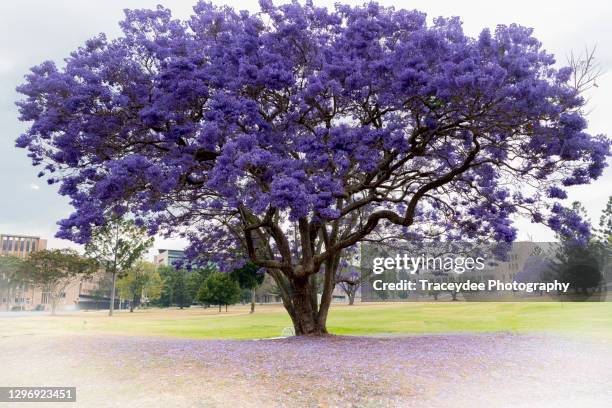 Getty Images getty-images