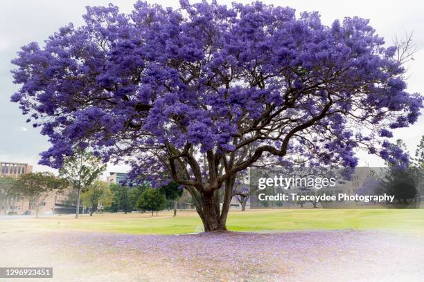 jacaranda tree in full bloom. - jacaranda tree stock pictures, royalty-free photos & images