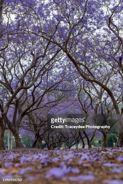 pathway covered with purple flowers from the jacaranda trees - ジャカランダの木 ストックフォトと画像