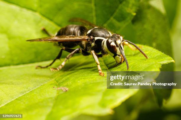 bald-faced hornet - bald faced hornet stock pictures, royalty-free photos & images